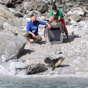 ΥΠΕΝ: απελευθερώθηκε νεαρή φώκια στην προστατευόμενη περιοχή της Γυάρου