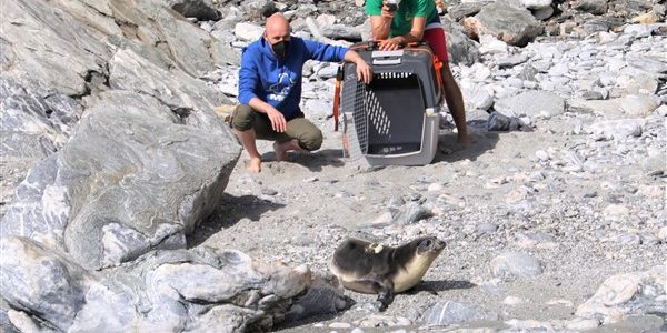 ΥΠΕΝ: απελευθερώθηκε νεαρή φώκια στην προστατευόμενη περιοχή της Γυάρου