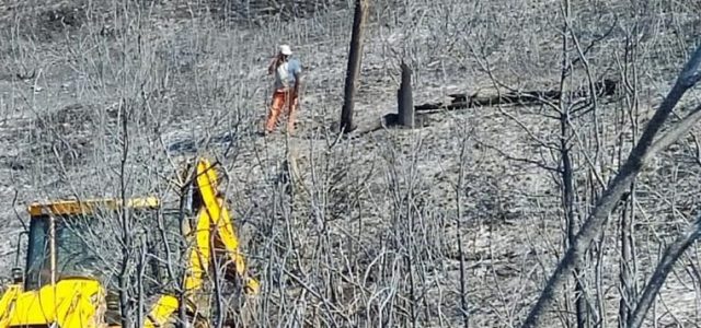 Αναδασωτέα τα καμένα εντός 30 ημερών, στο ΥΠΕΝ οι δασικές υπηρεσίες