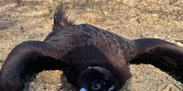 Στη Δικαιοσύνη η μαζική δηλητηρίαση άγριων ζώων στη Δαδιά