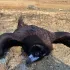 Στη Δικαιοσύνη η μαζική δηλητηρίαση άγριων ζώων στη Δαδιά