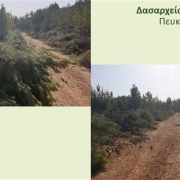 ΥΠΕΝ: πρόγραμμα προληπτικών καθαρισμών δασών Antinero