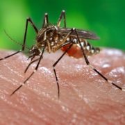 ΕΕ: νέο εμβόλιο για σοβαρές ασθένειες από κουνούπια, λόγω κλιματικής αλλαγής