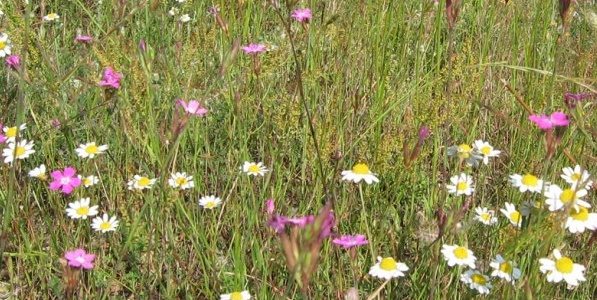Βράβευση για προσφορά 40 ετών στην επιστήμη της Λιβαδοπονίας