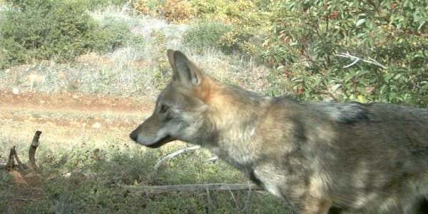 Γιατί αλλάζουν το καθεστώς προστασίας του λύκου στην Ευρώπη