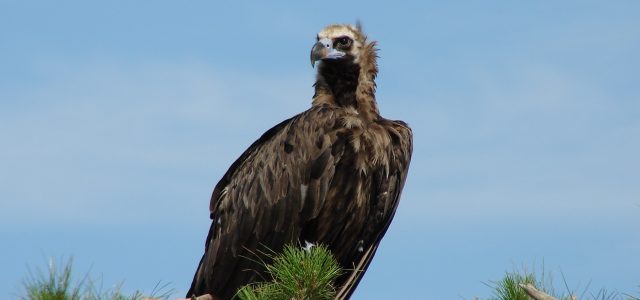 Δαδιά: τα αρπακτικά φωλιάζουν ξανά μετά την πυρκαγιά