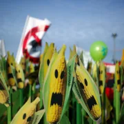 Μεταλλαγμένα: κρίσιμες αποφάσεις στην ΕΕ για αγρότες, καταναλωτές και περιβάλλον