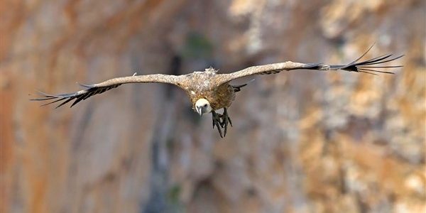 Τα όρνια φωλιάζουν ξανά στην Πάρνηθα μετά από δεκαετίες