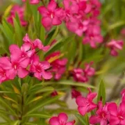 ΤΕΕ και ΓΕΩΤΕΕ σώζουν τις πικροδάφνες από το γενικό ξερίζωμα του ΕΟΔΥ