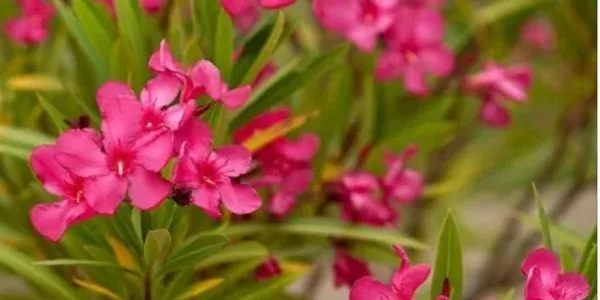 ΤΕΕ και ΓΕΩΤΕΕ σώζουν τις πικροδάφνες από το γενικό ξερίζωμα του ΕΟΔΥ