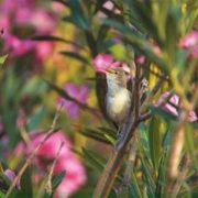 Ανατροπή στο γενικό ξερίζωμα και το δημόσιο πανικό για την πικροδάφνη  