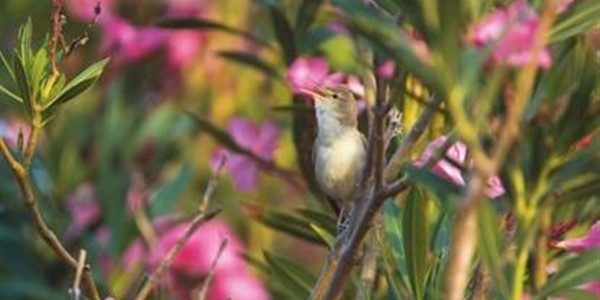 Ανατροπή στο γενικό ξερίζωμα και το δημόσιο πανικό για την πικροδάφνη  