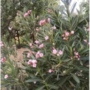 ΤΕΕ: σώθηκαν οι πικροδάφνες από το μαζικό ξερίζωμα στις πόλεις μας