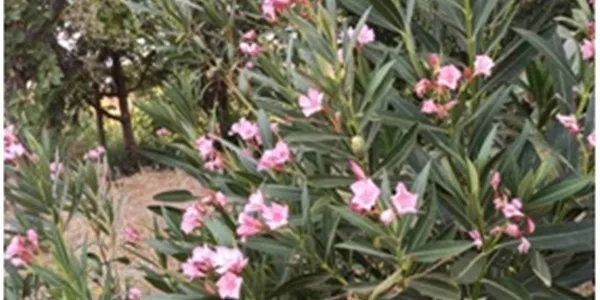 ΤΕΕ: σώθηκαν οι πικροδάφνες από το μαζικό ξερίζωμα στις πόλεις μας