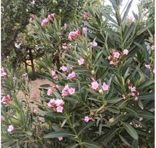 ΤΕΕ: σώθηκαν οι πικροδάφνες από το μαζικό ξερίζωμα στις πόλεις μας