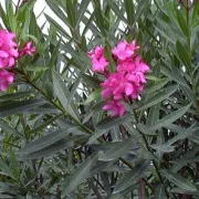 Δικαιολογείται το γενικό ξερίζωμα και ο δημόσιος πανικός για την πικροδάφνη;