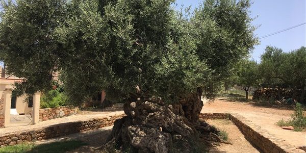 Χανιά: μονοπάτια οικολογικών και πολιτιστικών διαδρομών