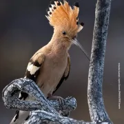 Περιβαλλοντικές οργανώσεις: καθολική απαγόρευση του κυνηγιού στη Χίο