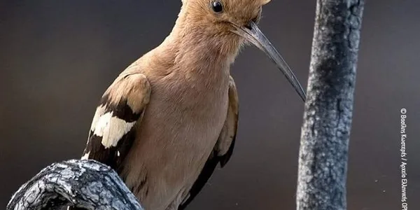 Περιβαλλοντικές οργανώσεις: καθολική απαγόρευση του κυνηγιού στη Χίο