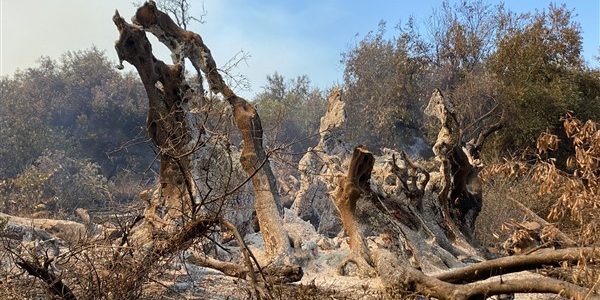 Ελιά Ροβιών: κάρβουνο ένα μνημείο της φύσης