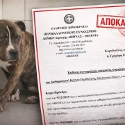 Το πόρισμα για το πιτ μπουλ, που σκότωσε το αγοράκι στη Ζάκυνθο