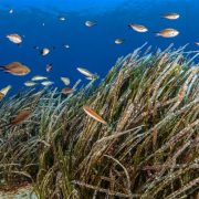 Posidonia Project: νέα εποχή για την προστασία των λιβαδιών Ποσειδωνίας