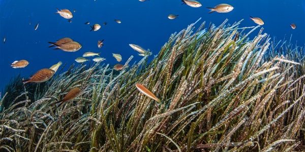 Posidonia Project: νέα εποχή για την προστασία των λιβαδιών Ποσειδωνίας