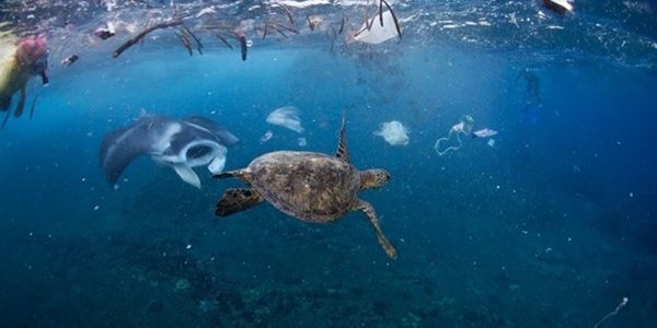 Οι ανθρωπογενείς δραστηριότητες απειλούν τη θαλάσσια ζωή