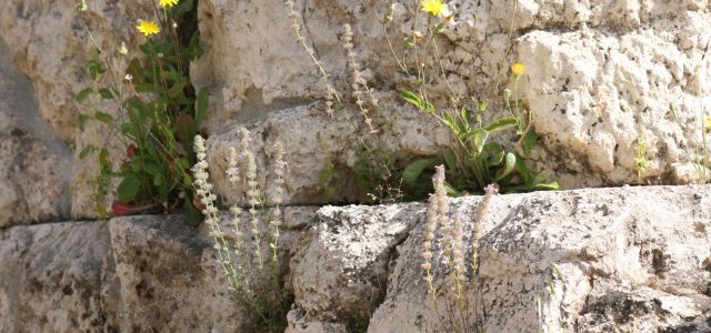 Καταγραφή της βιοποικιλότητας στους αρχαιολογικούς χώρους