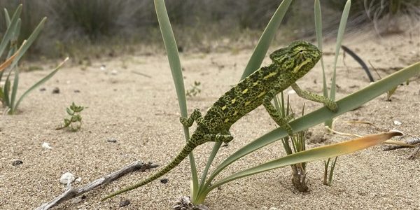 Εντοπίστηκαν αφρικάνικοι χαμολαίοντες στο Δάσος Στροφυλιάς